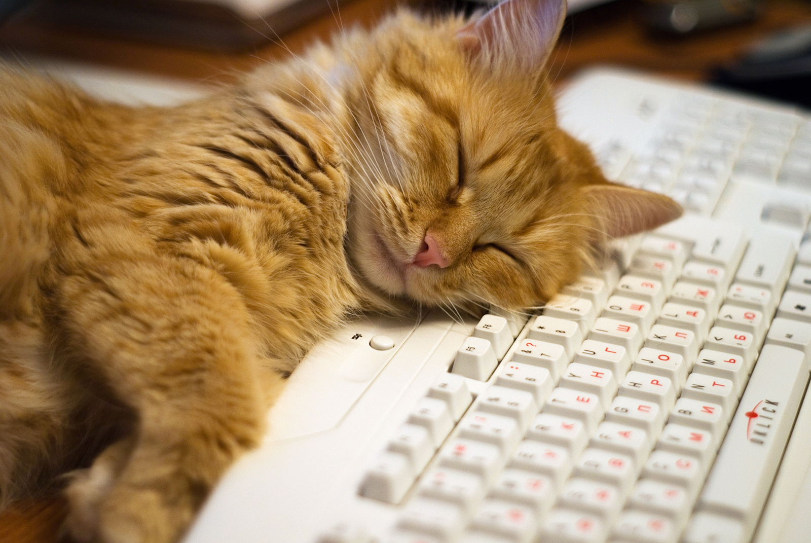 Уставший кот. Кот лежит на клавиатуре. Спящий кот. Почему нравится лежать