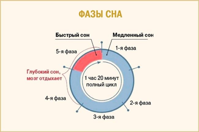 Фазы сна схема