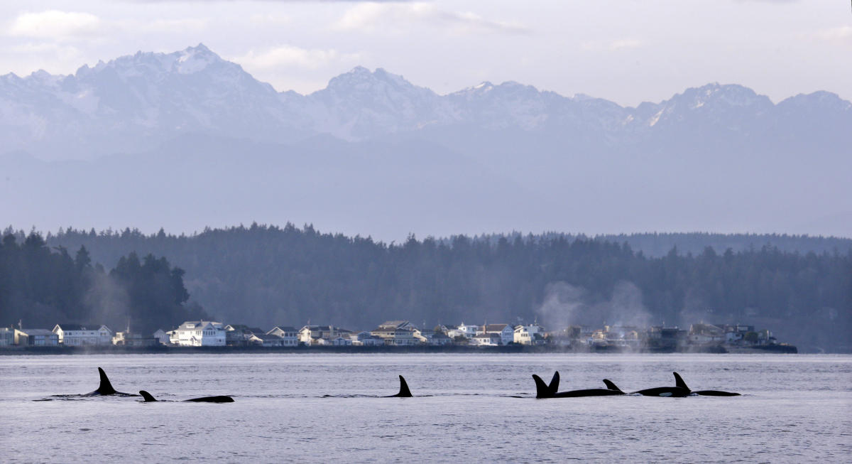 Scientists Baffled As Orcas Start Wearing Salmon As 'hats' Again For ...